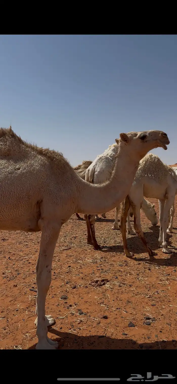 قعود اوضح وبكره شقحا طيبات للبيع 1