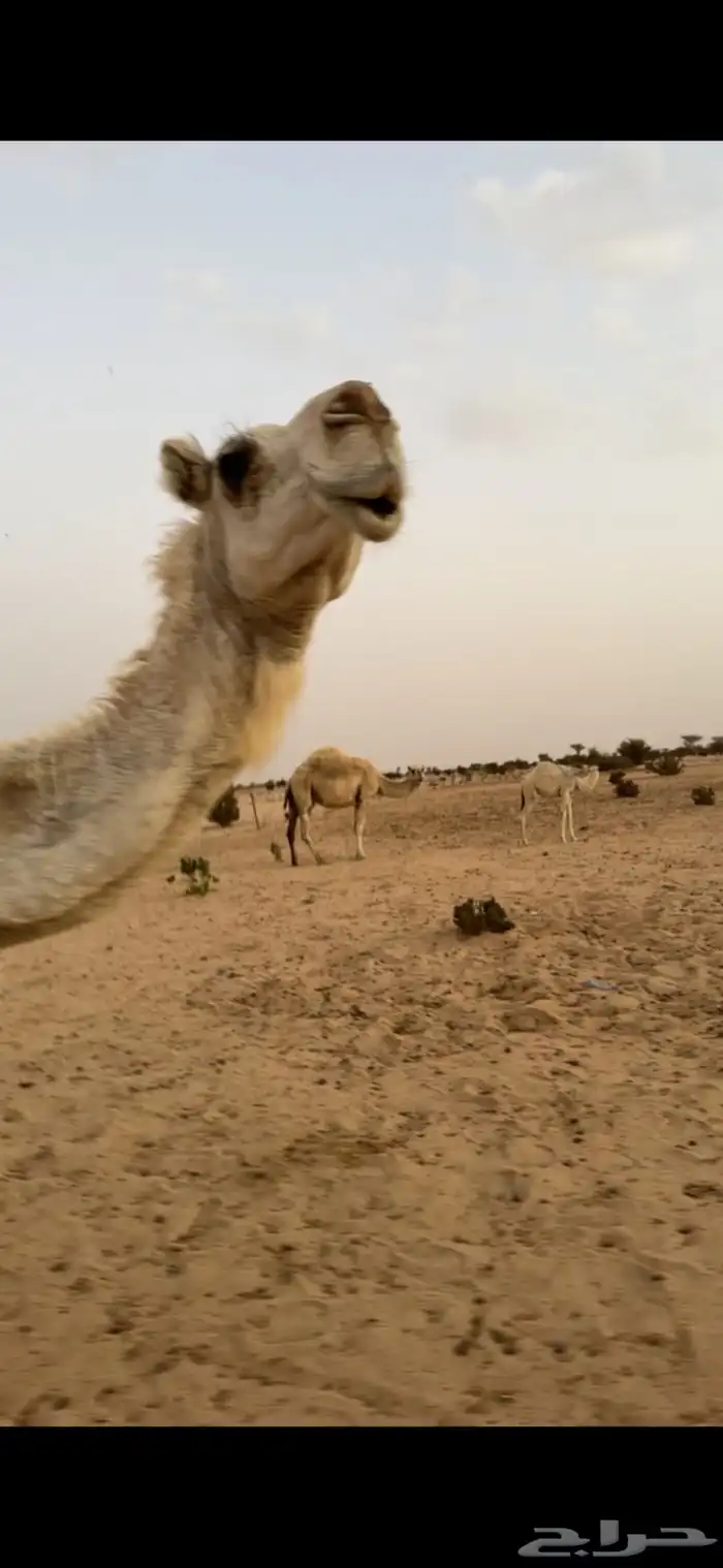 ناقة ضروبه باتليه 2