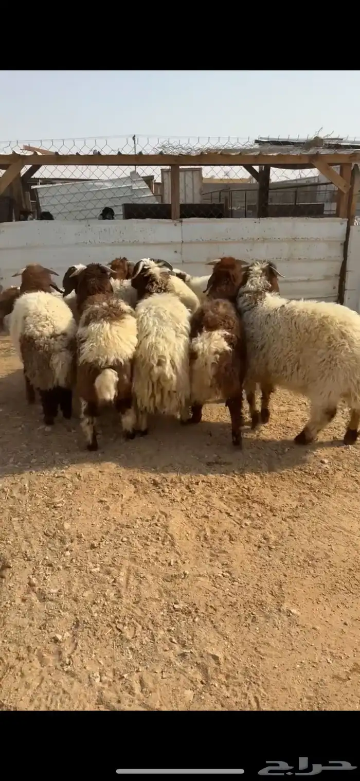 جذعان نعيم بلدي فاخره ونظيفه 2