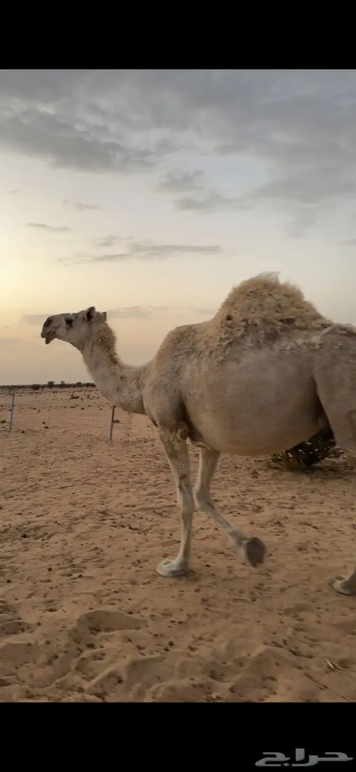 ناقة ضروبه باتليه 5