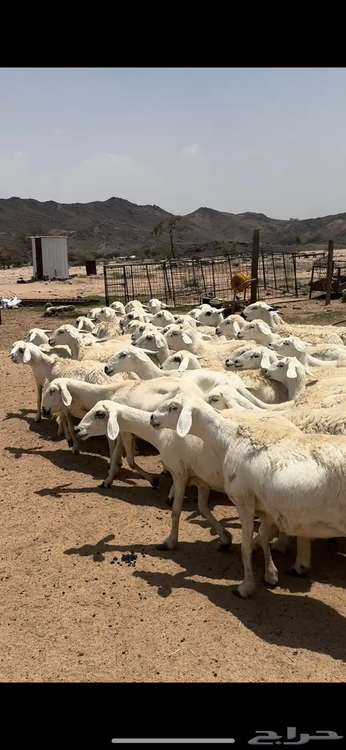 تم البيييع 3