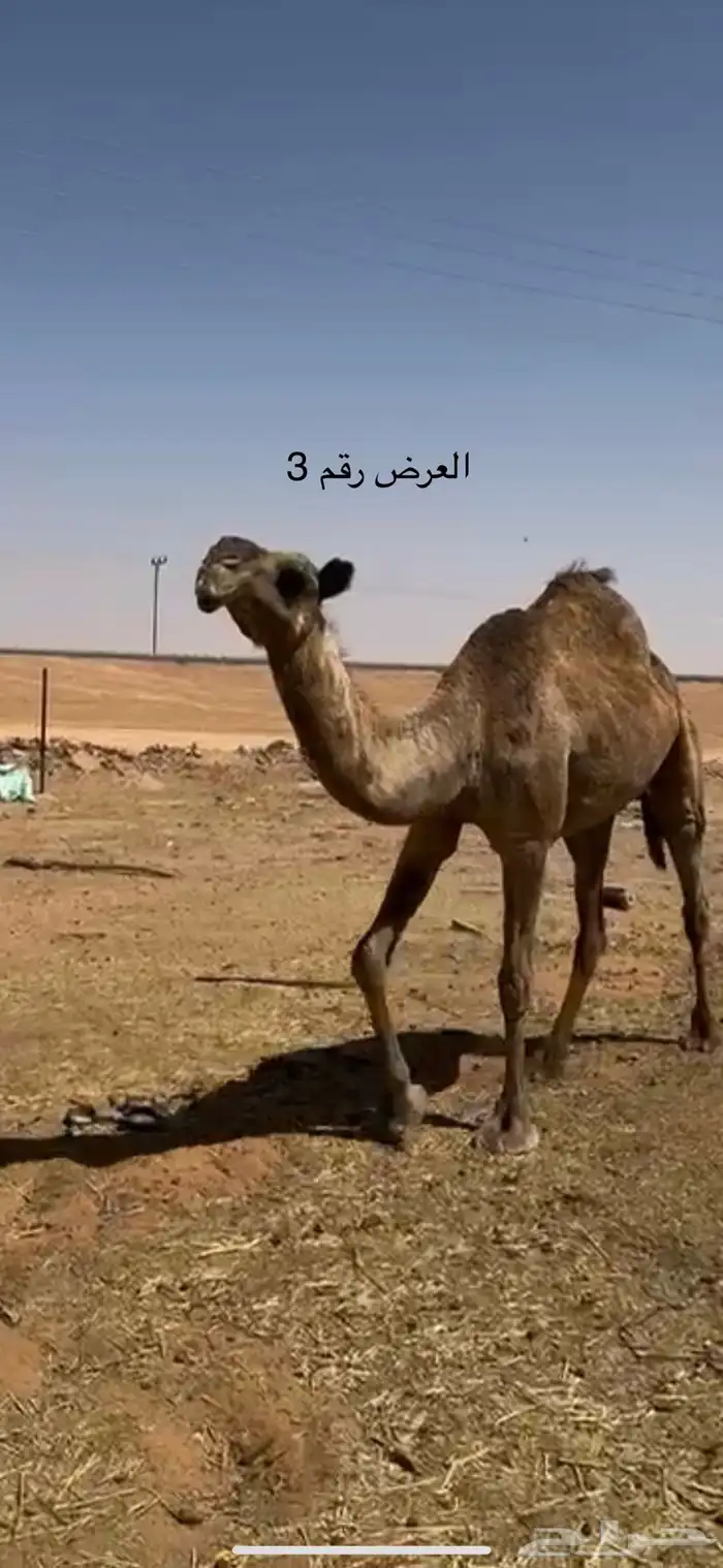 نياق صفر 4