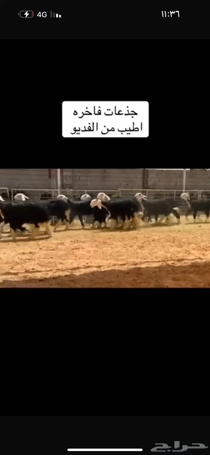 عرض بيع رخال جذعات 3
