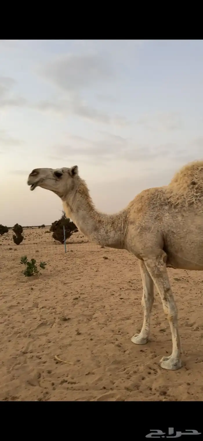 ناقة ضروبه باتليه 1