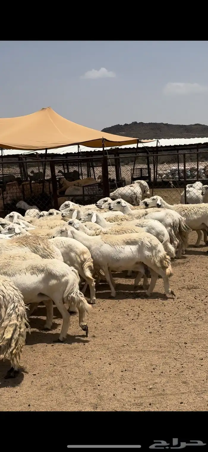 تم البيييع 4