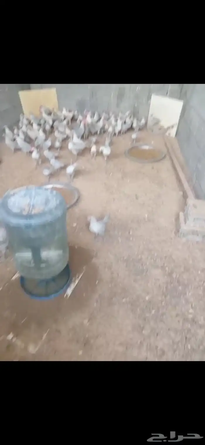 يوجد دجاج ودياكه 2