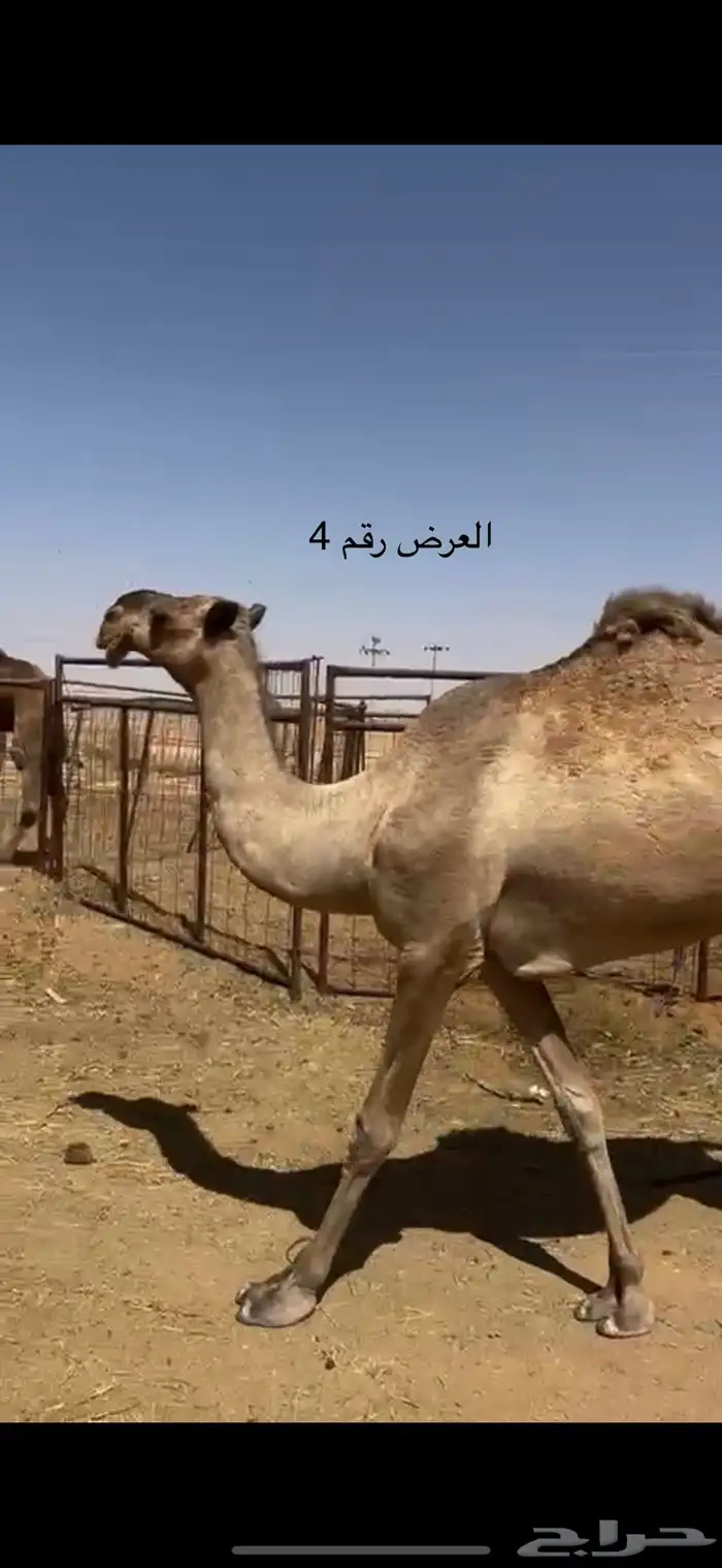نياق صفر 6