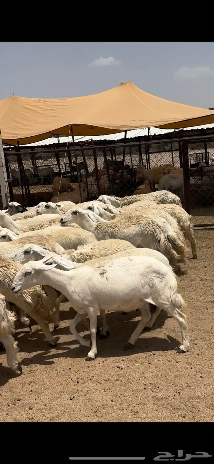 تم البيييع 10