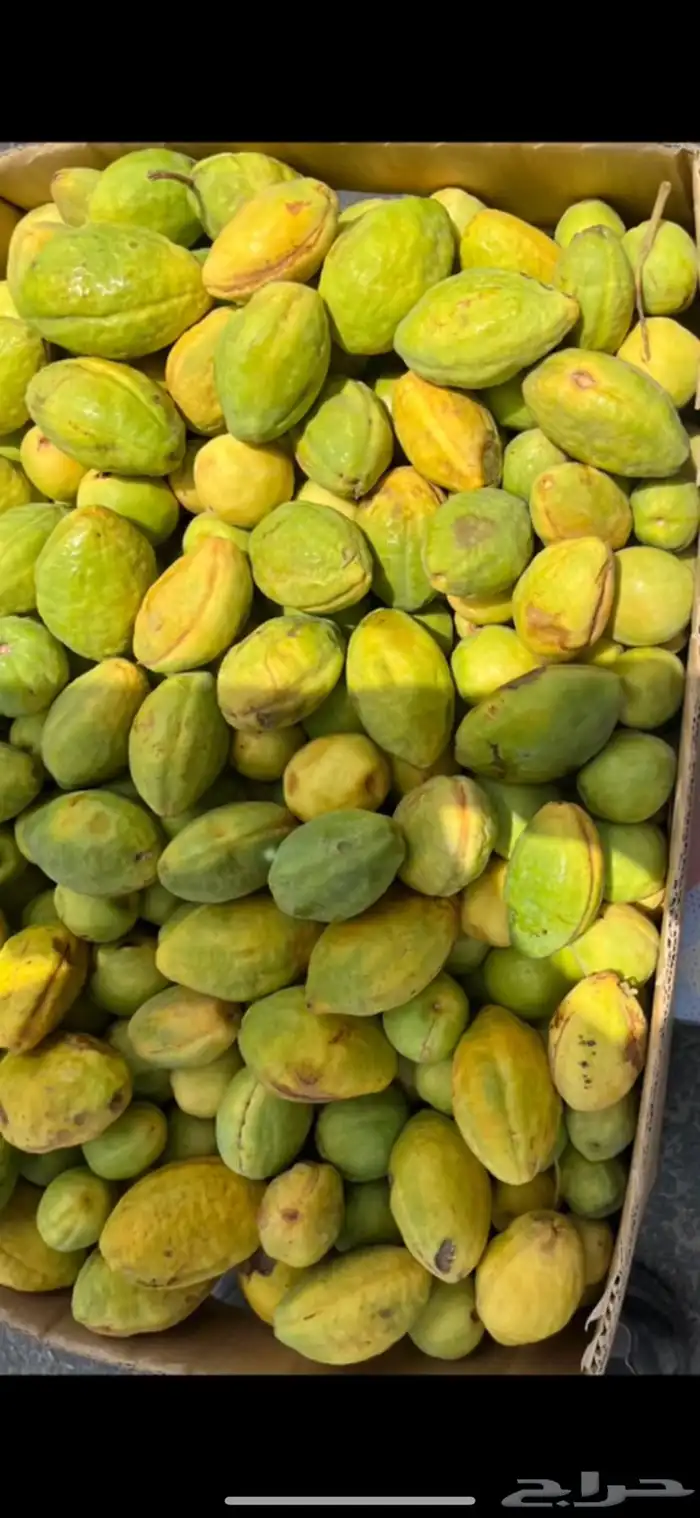 لوز 1