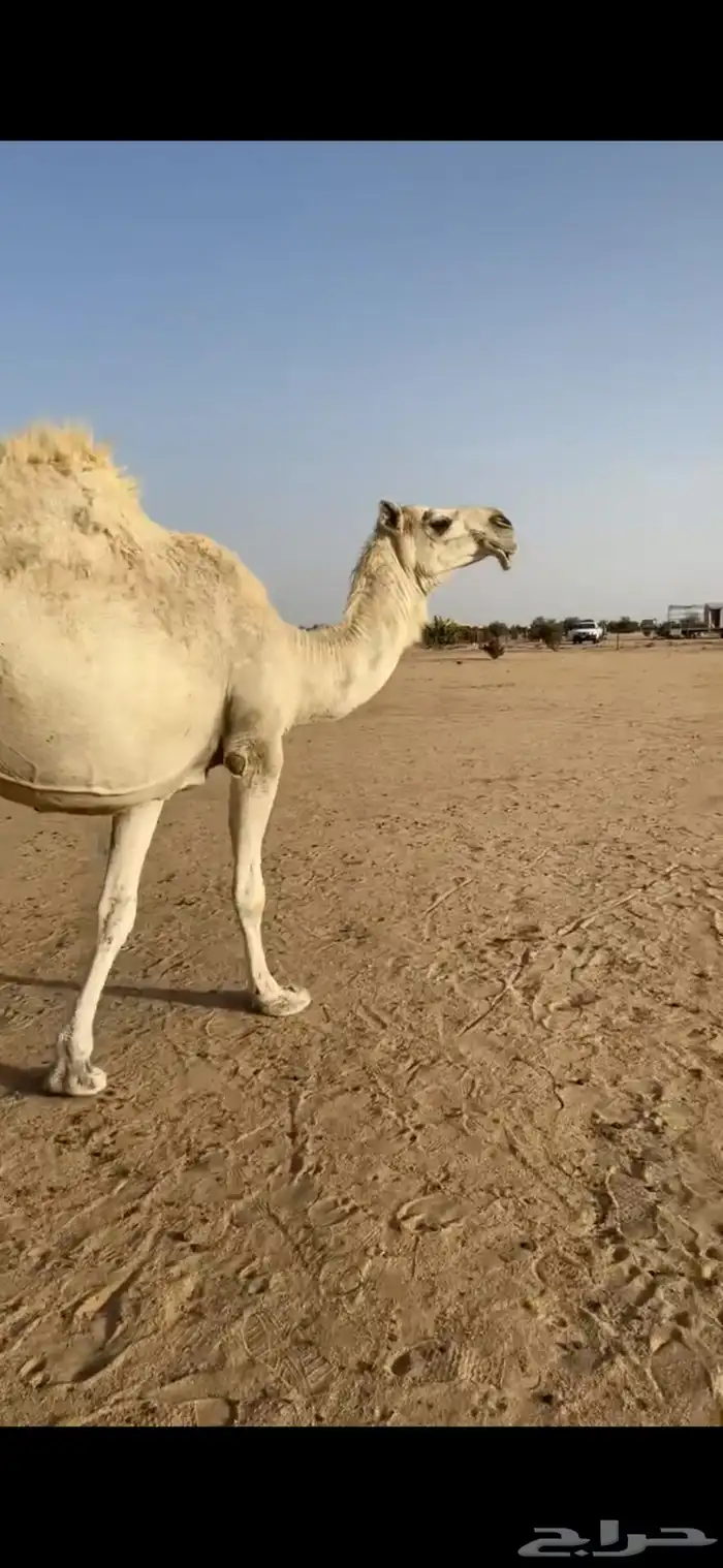 ناقة ضروبه باتليه 6