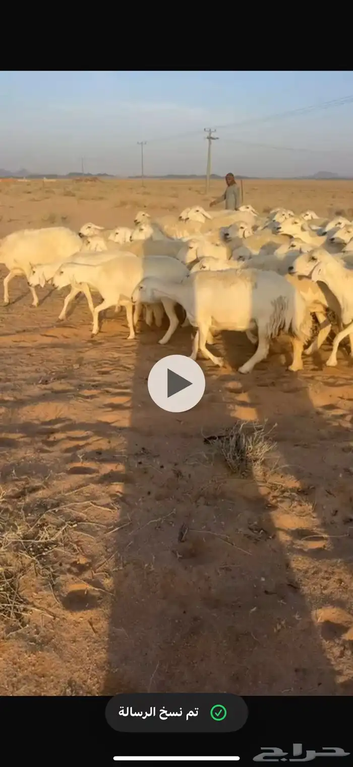 غنم حرش جبره مراح واحد 0