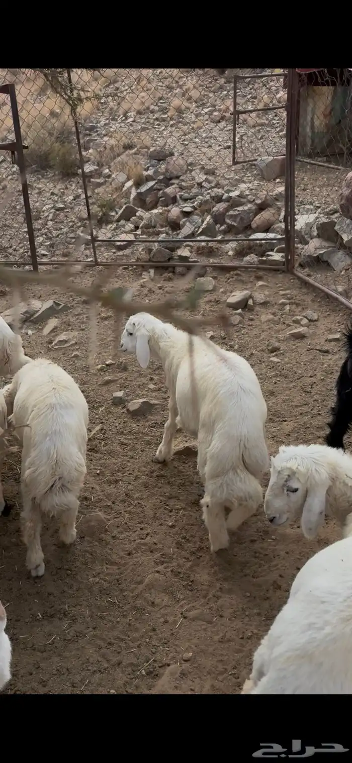 بهم حري تربيه نظيف 0