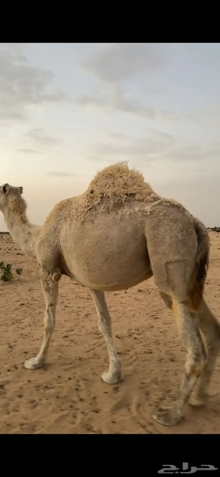 ناقة ضروبه باتليه 0