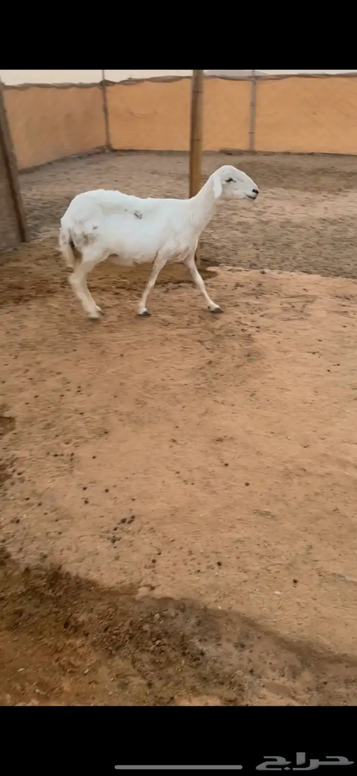 شياه حريات طايحه سنونهن حيل للبيع 1