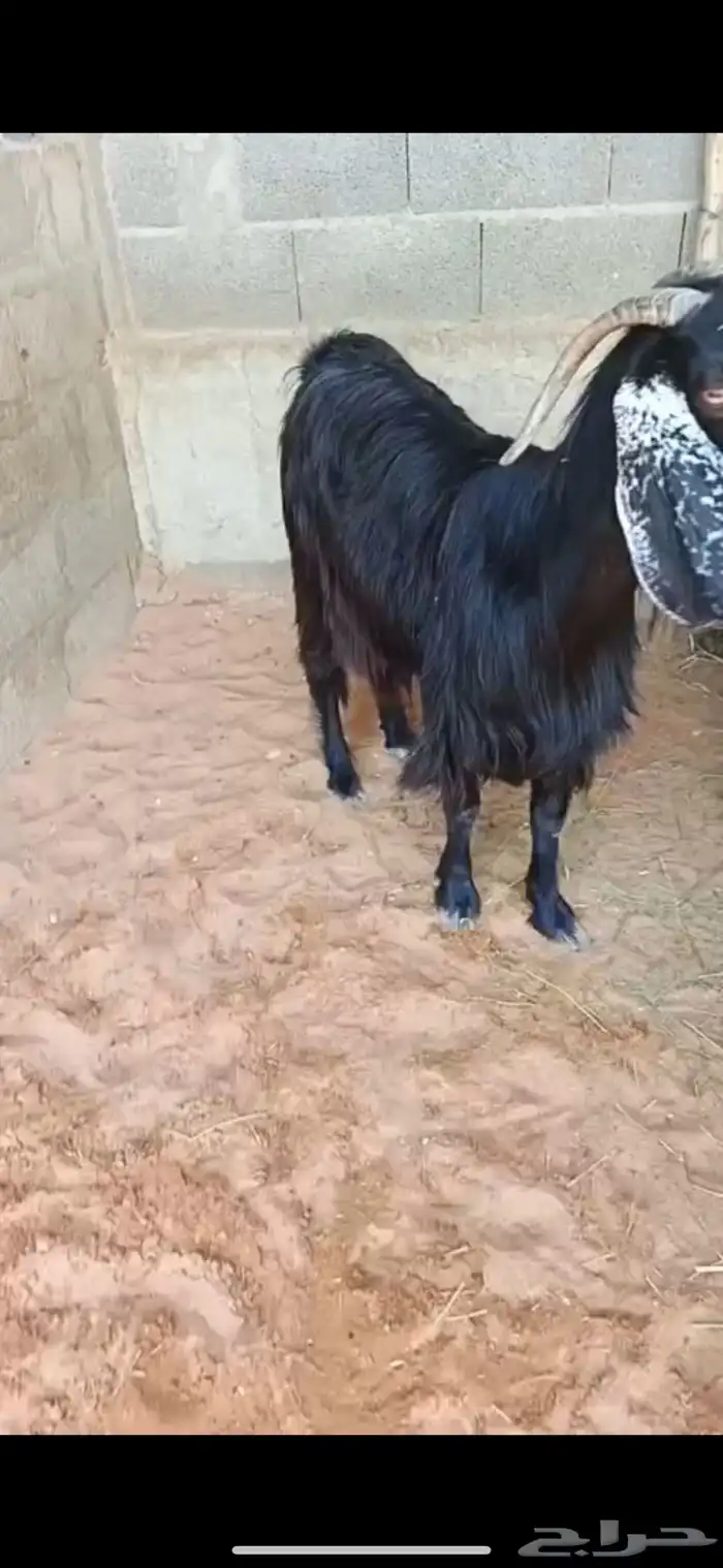 عنز حليب عارضية جرم طيب 4