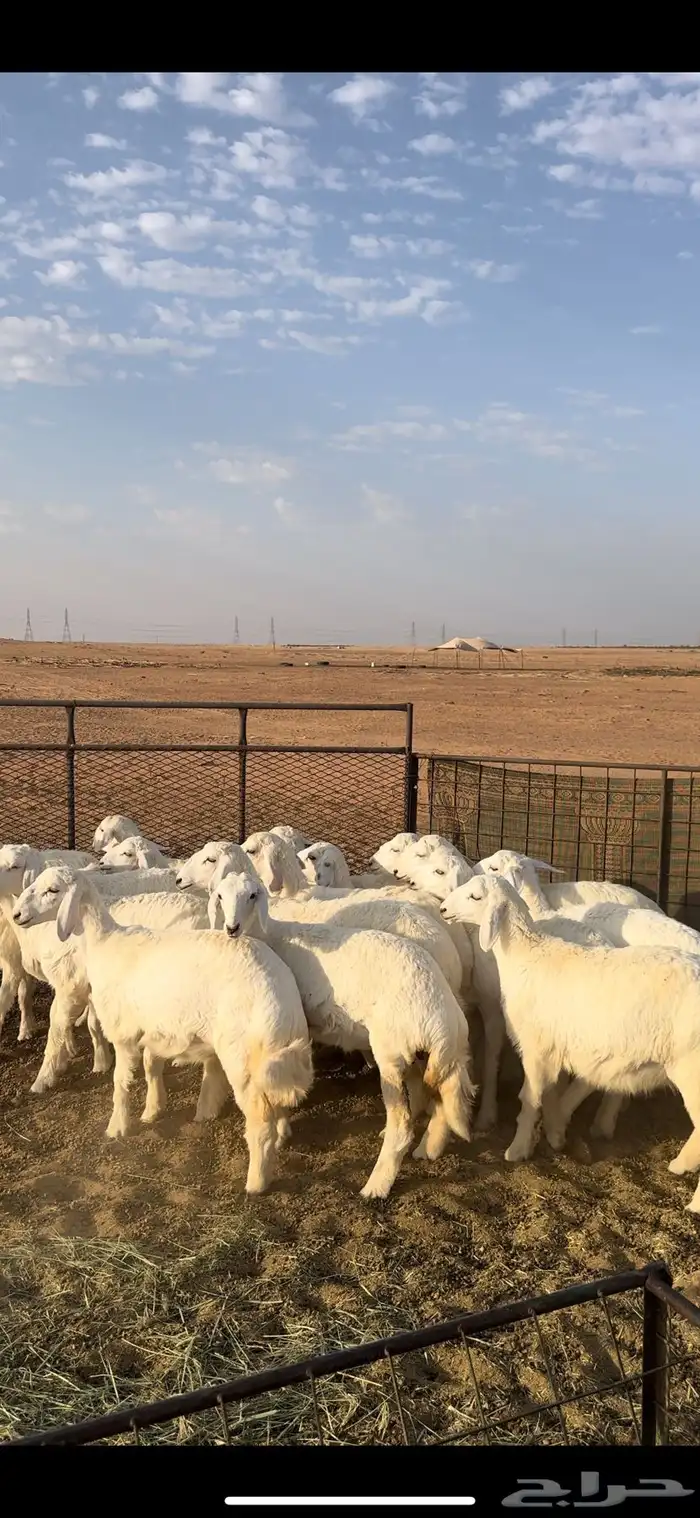 رخال 0