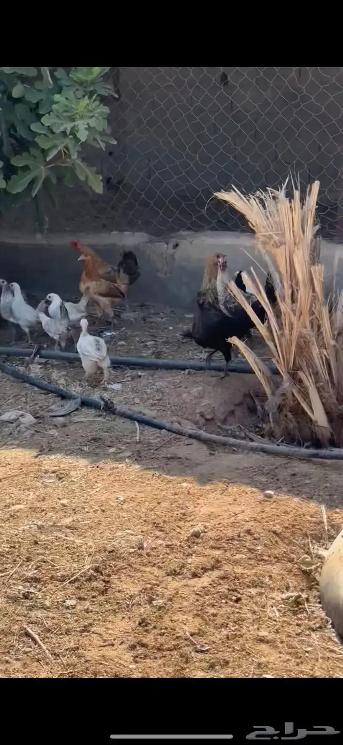 للبيع فراريح العمر 5شهور 0