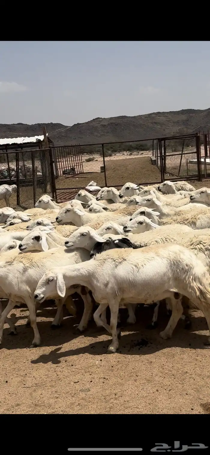 تم البيييع 9