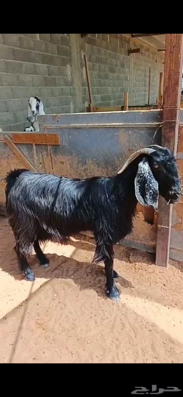 عنز حليب عارضية جرم طيب 1