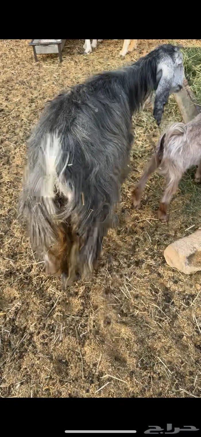 معزا حليب 1