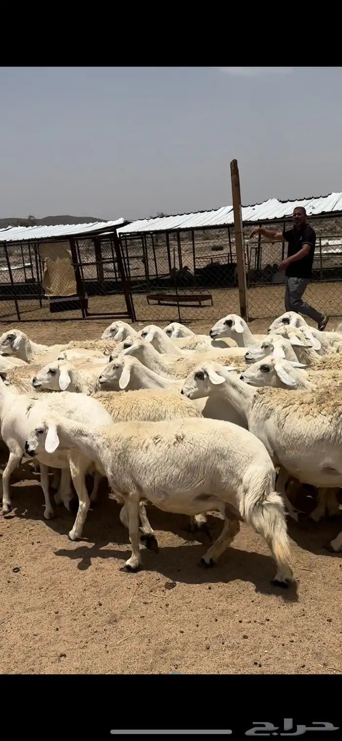 تم البيييع 1