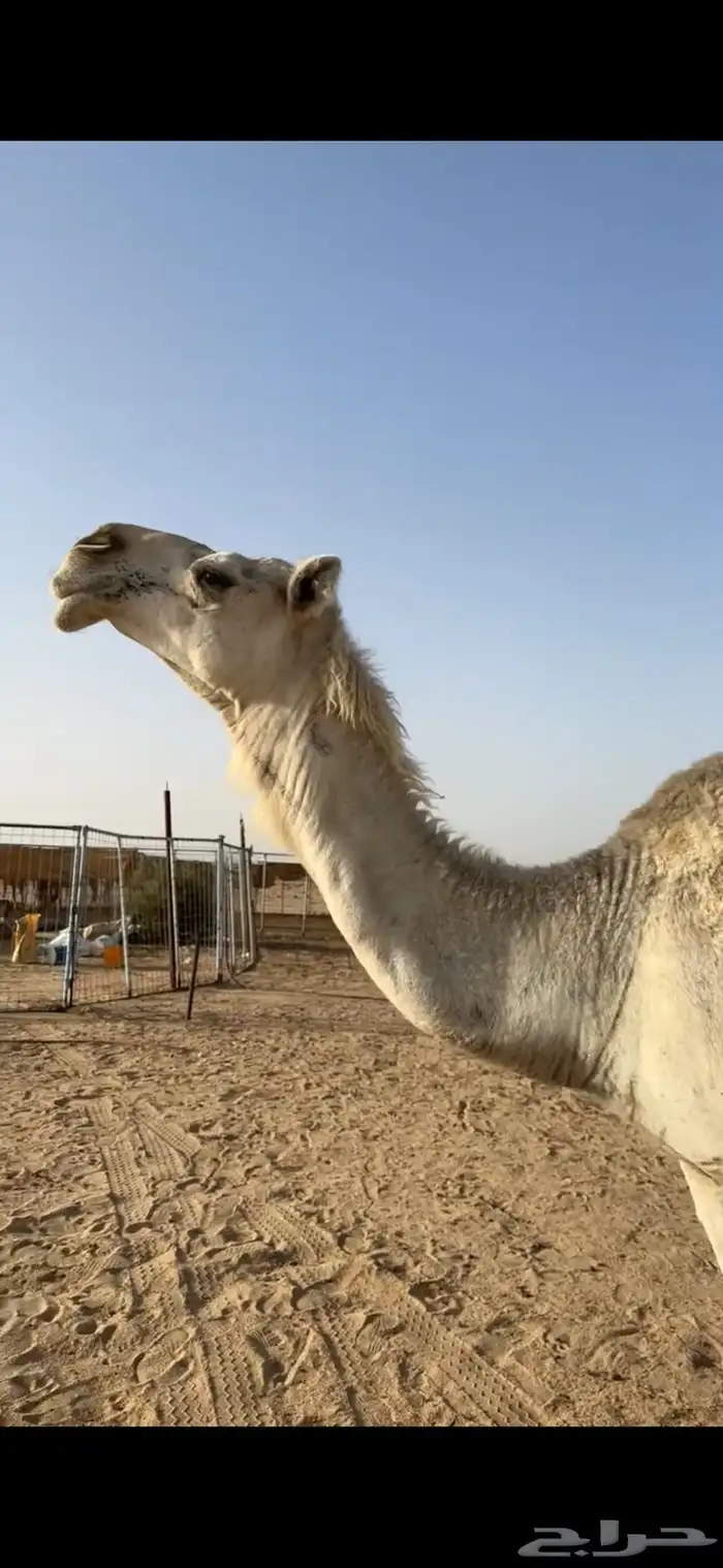 ناقة ضروبه باتليه 8