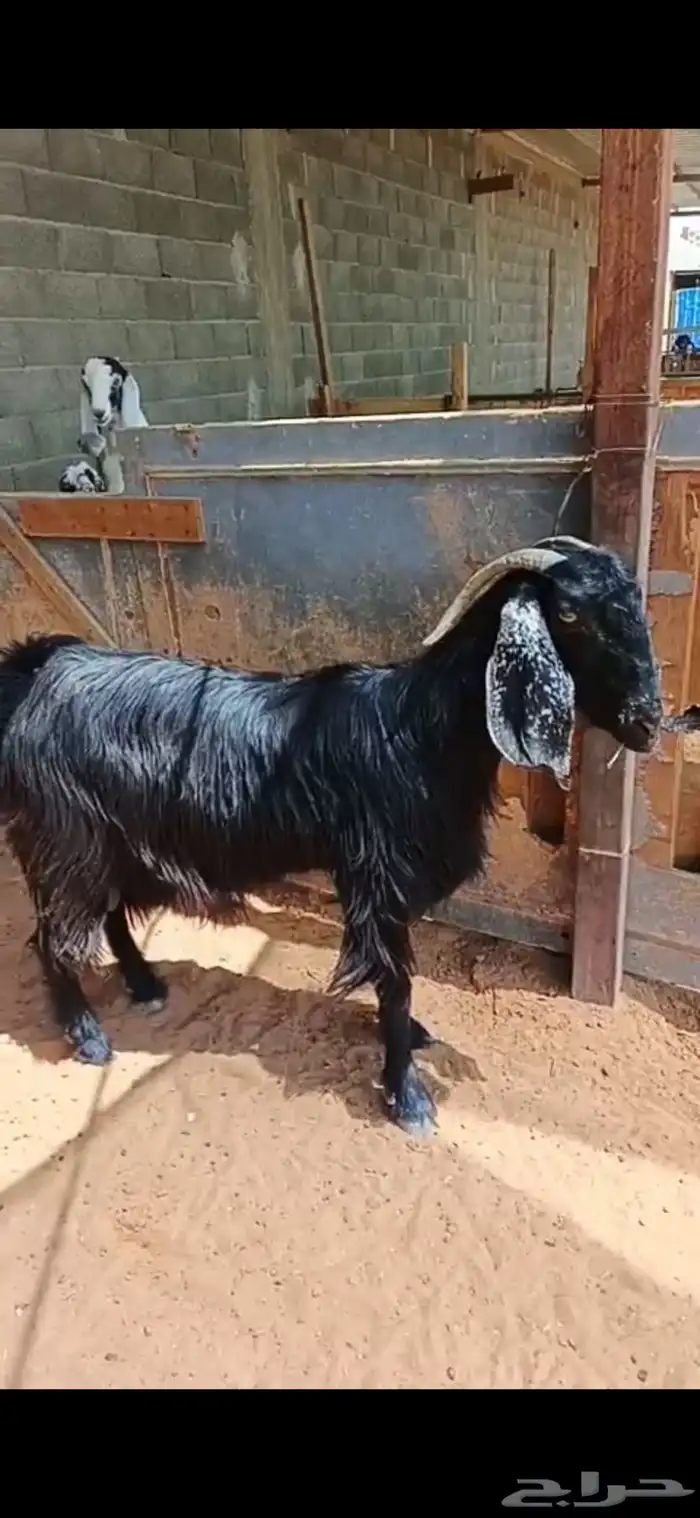 عنز حليب عارضية جرم طيب 2