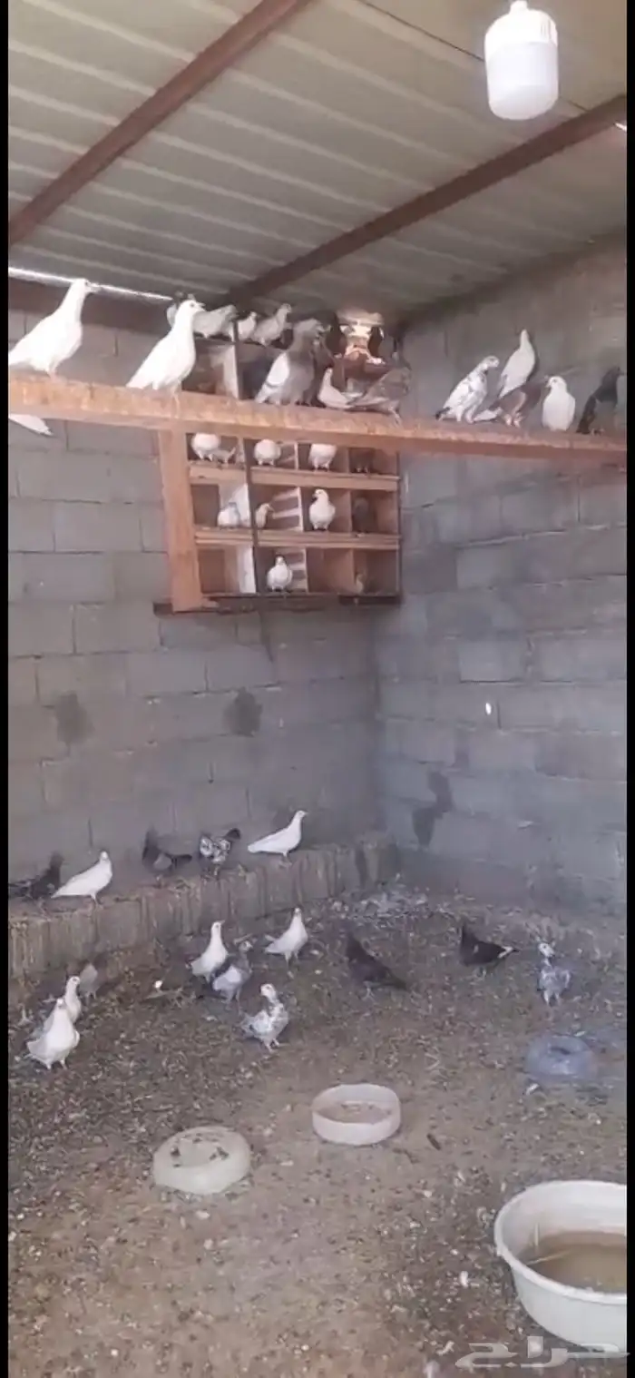 حمام للبيع أكثر من 20 جوز 1