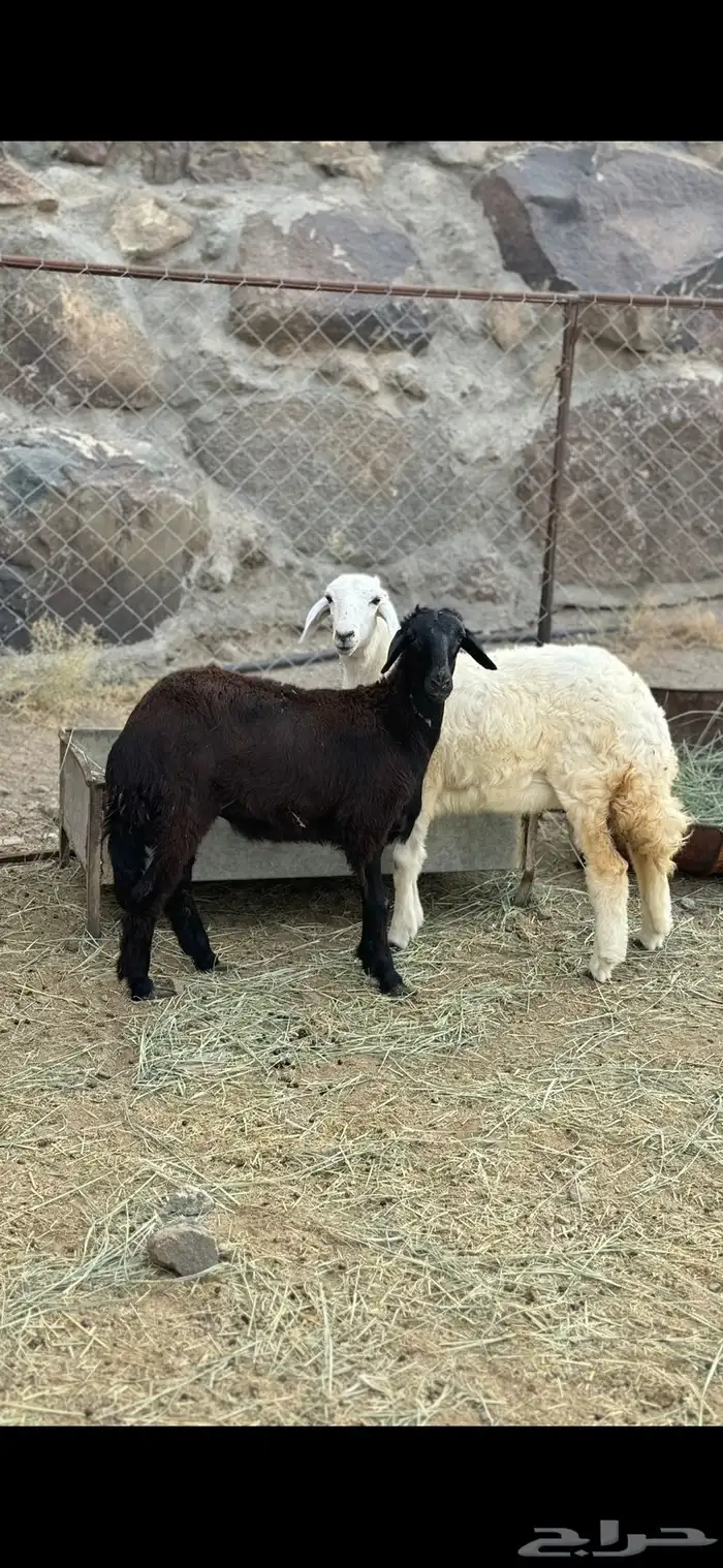 2 رخال سمان وطيبه 0