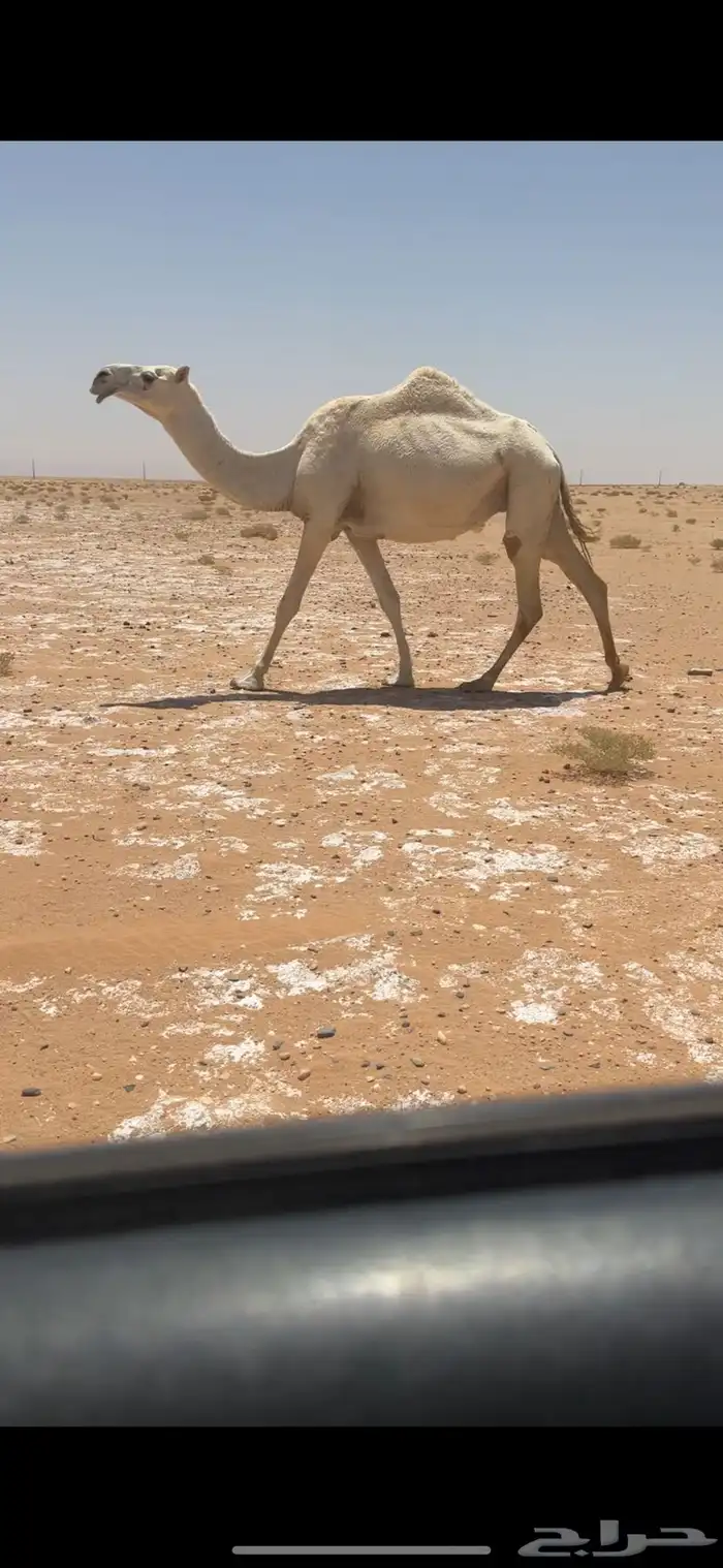 خفوت ضروبه ثنيه 0