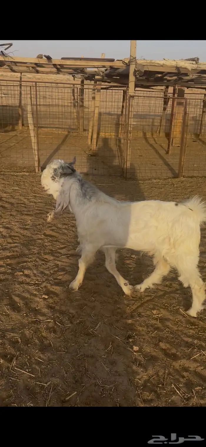 تيس مشروك طيب 2