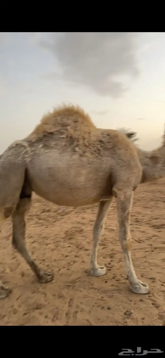 ناقة ضروبه باتليه 3