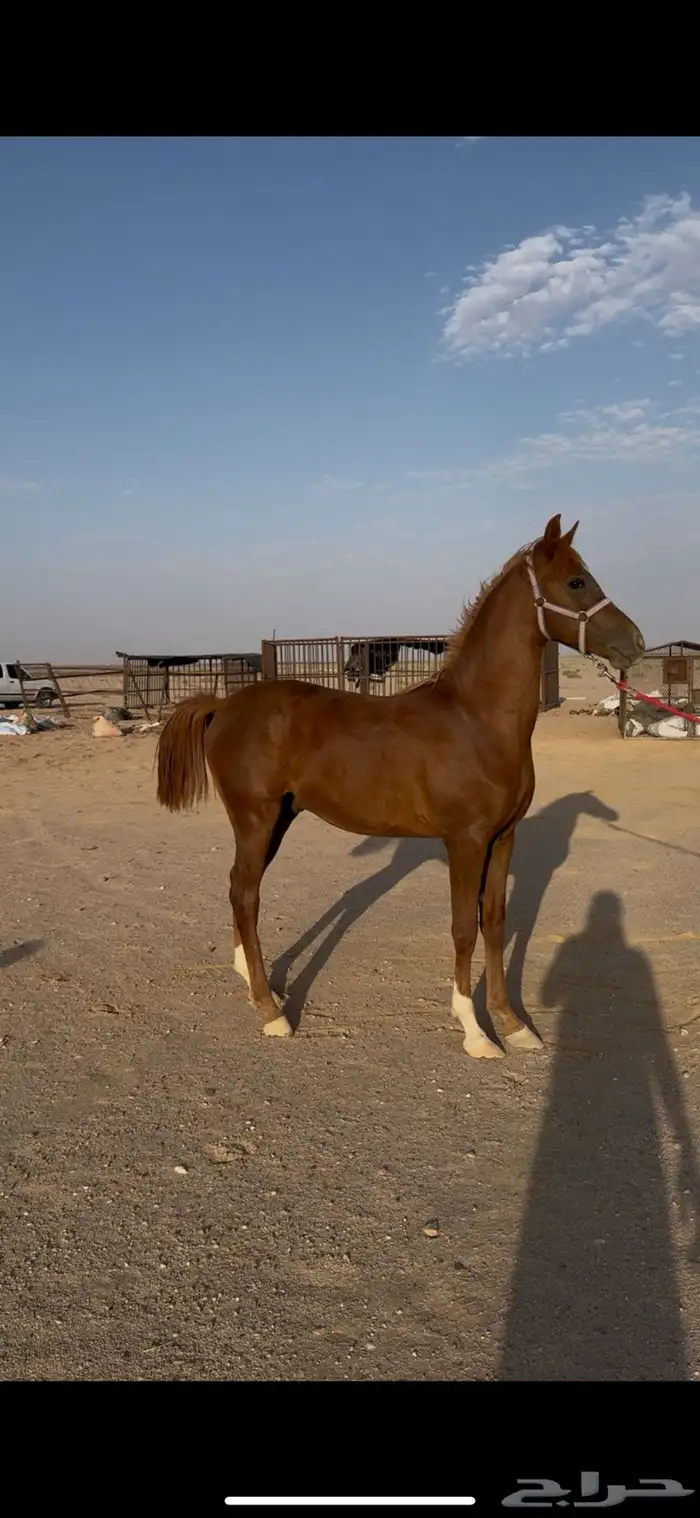 حصان 3