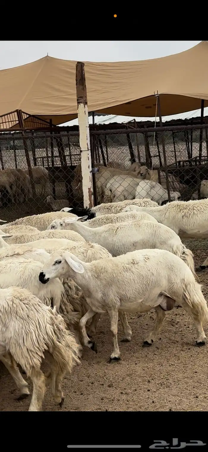 تم البيييع 6