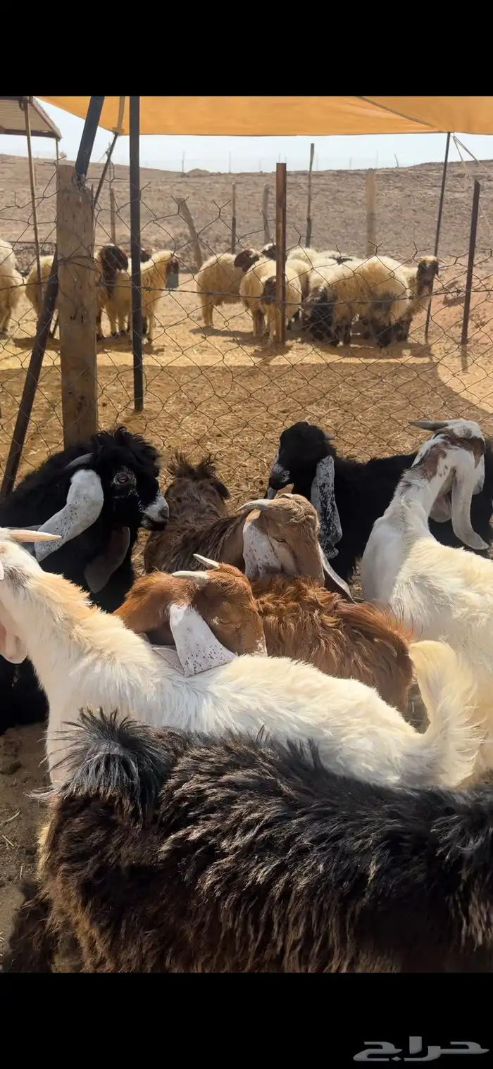 للبيع تيوس عوارض بلدي شرط 1