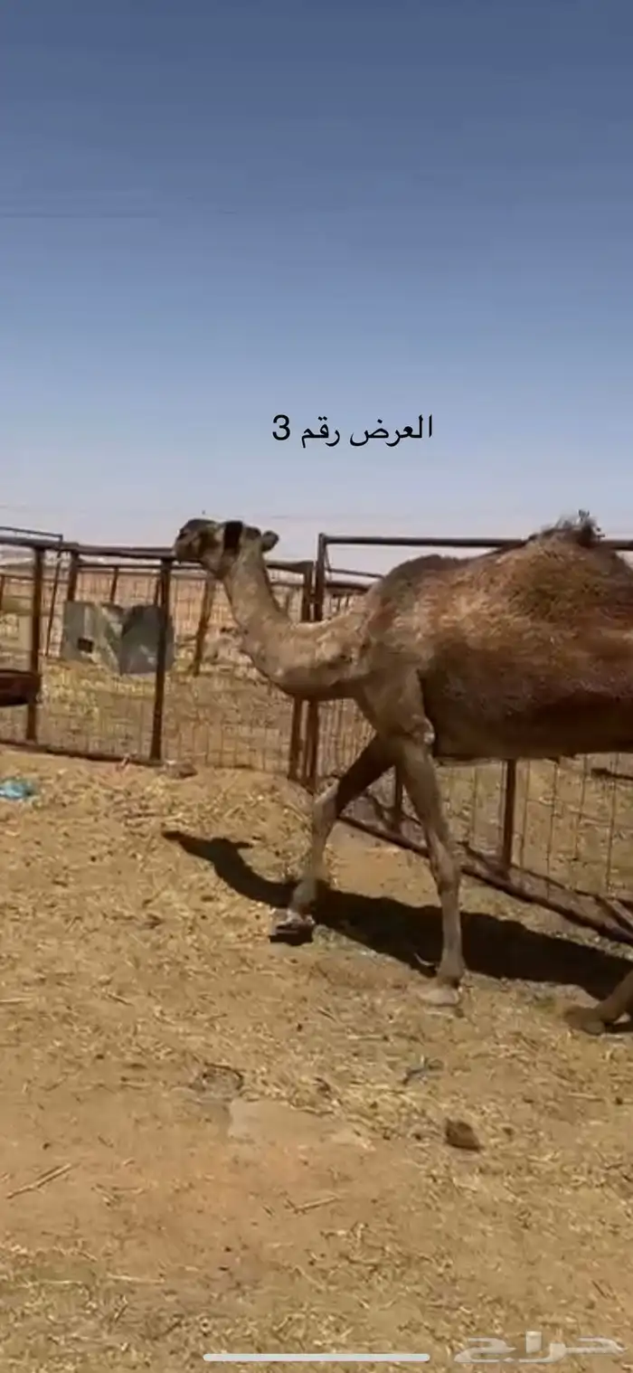 نياق صفر 5