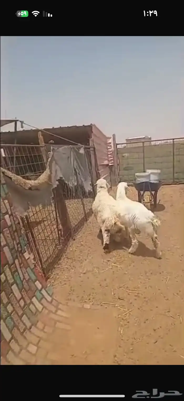 ذبايح حري خرفان 1