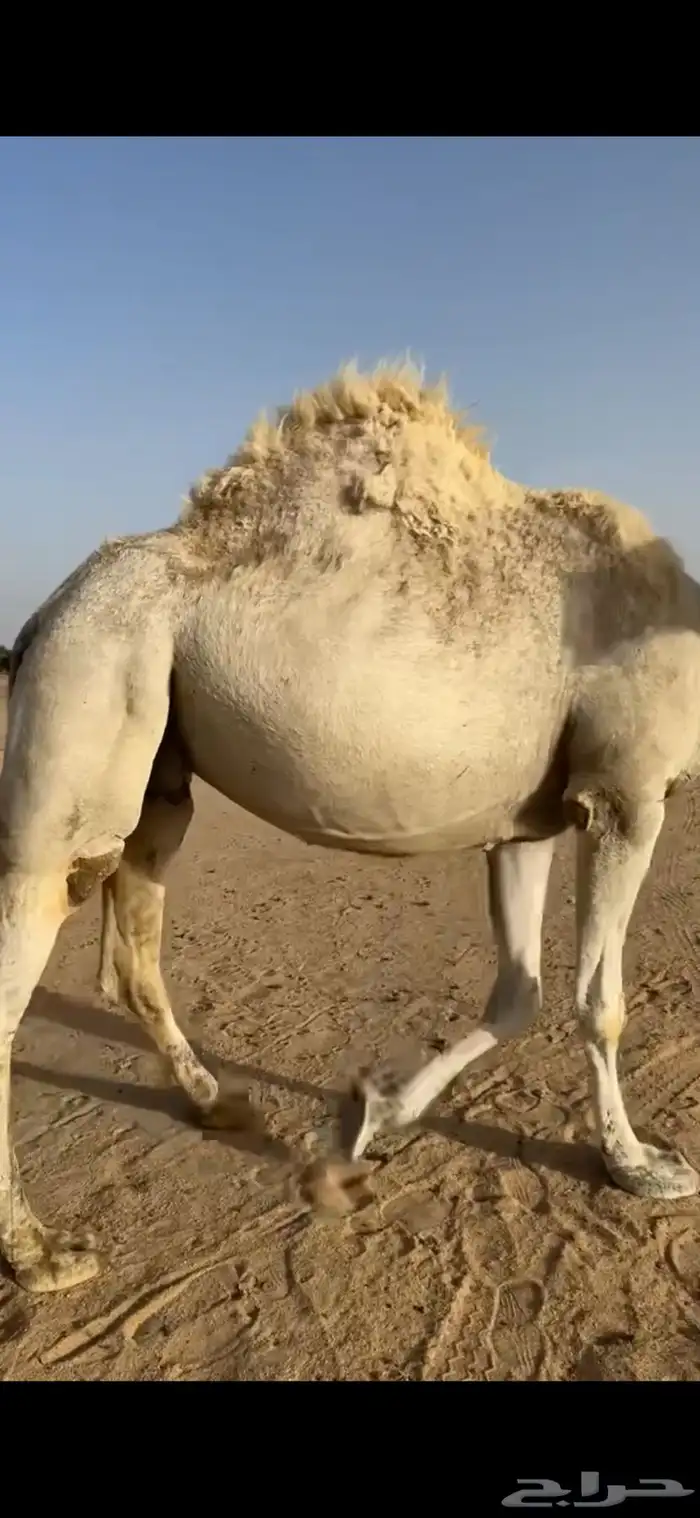 ناقة ضروبه باتليه 7