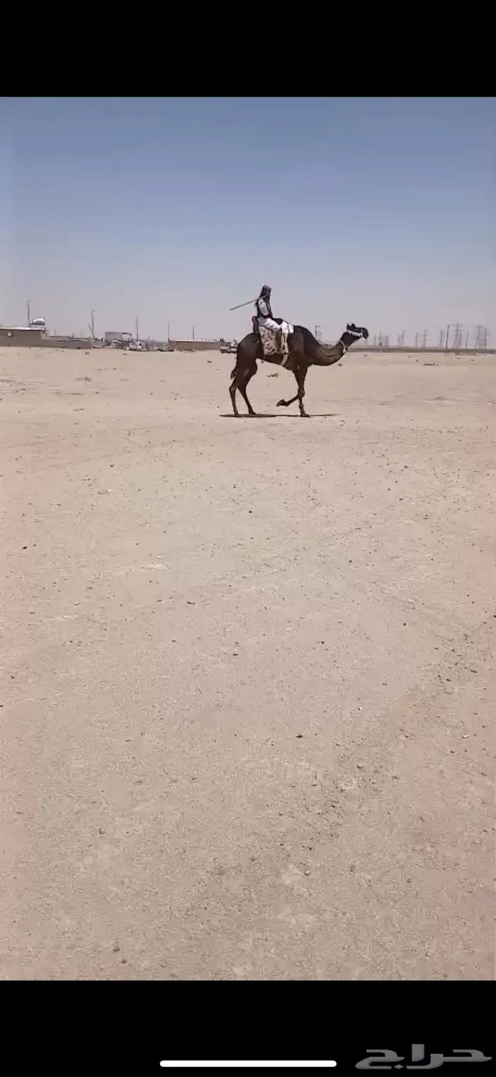 رحول ابل مشروطه 0