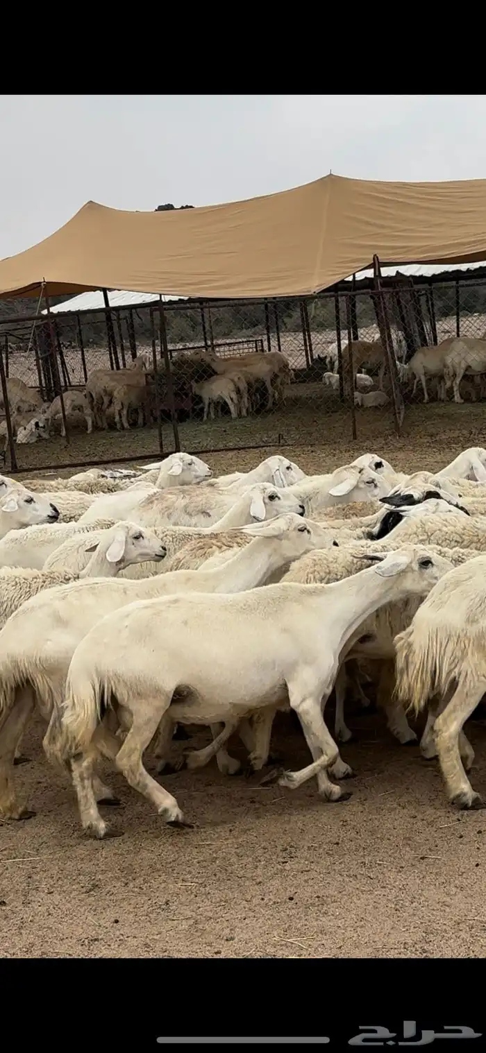 تم البيييع 7