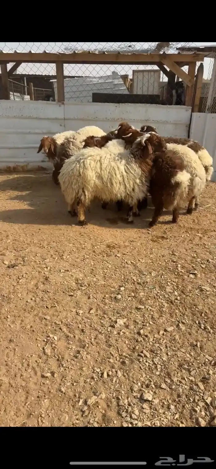 جذعان نعيم بلدي فاخره ونظيفه 1