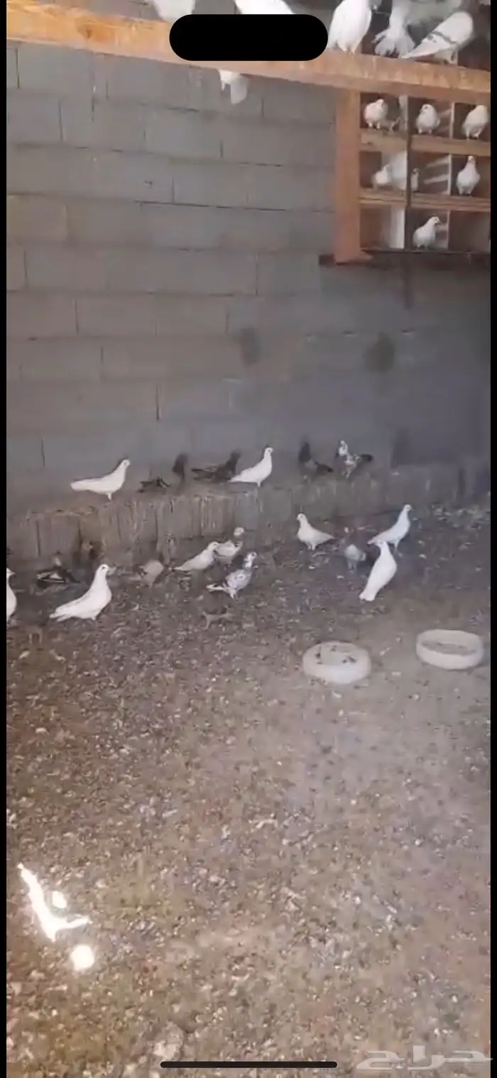 حمام للبيع أكثر من 20 جوز 0