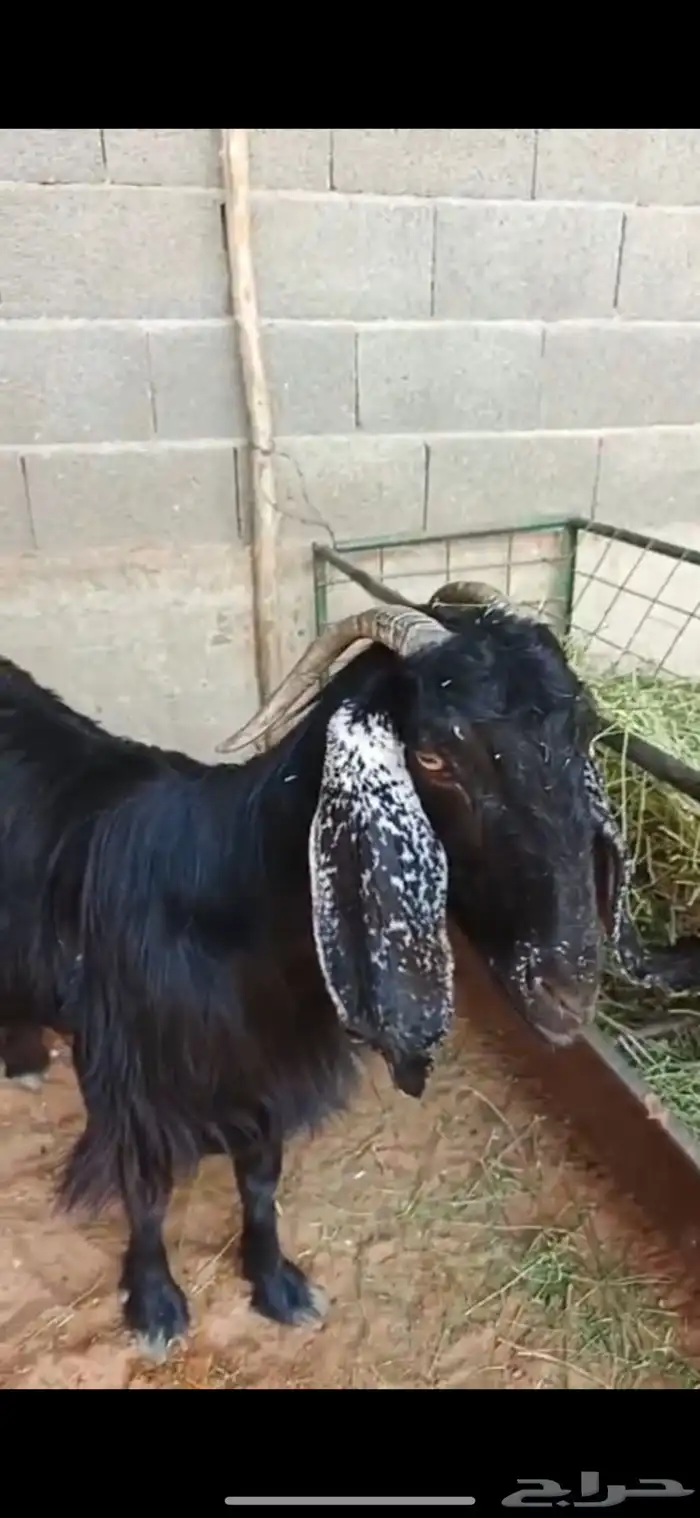 عنز حليب عارضية جرم طيب 3