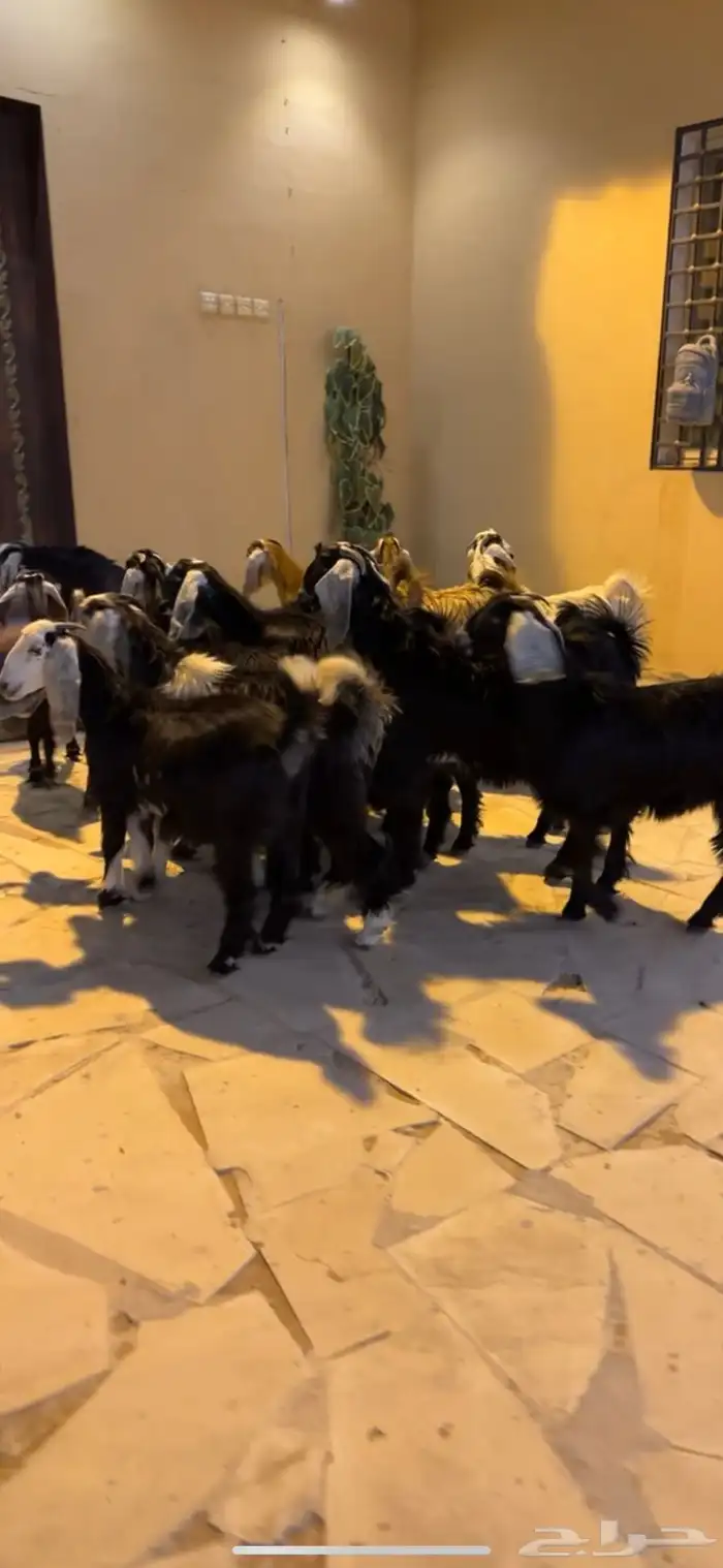 تيوس وجفار عوارض 0