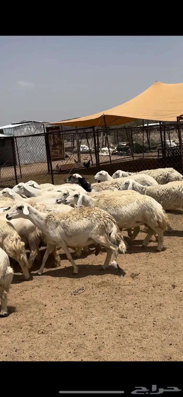 تم البيييع 11