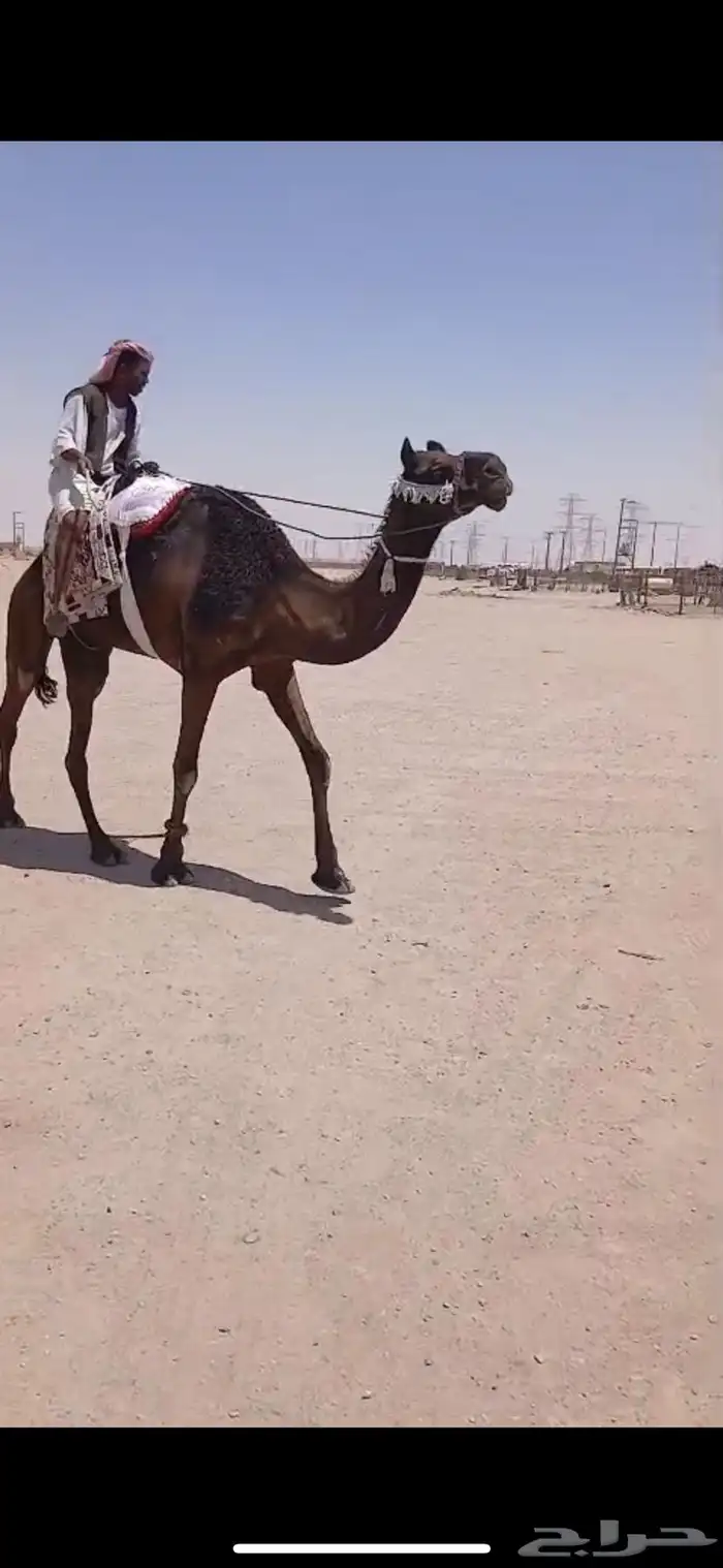 رحول ابل مشروطه 1