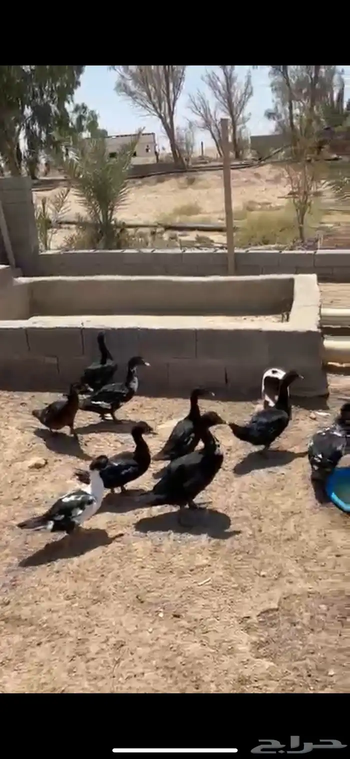 بطط 0