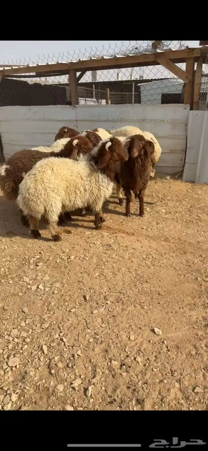 جذعان نعيم بلدي فاخره ونظيفه 4