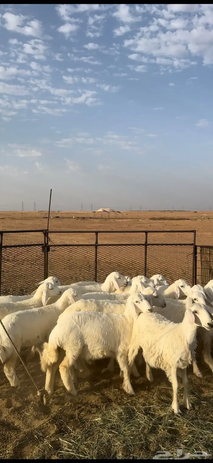 رخال 2