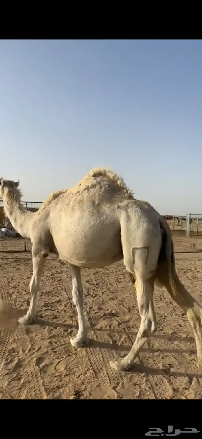 ناقة ضروبه باتليه 9